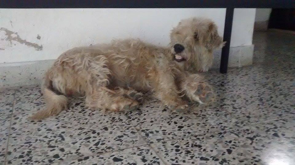 Perro usco durmiendo